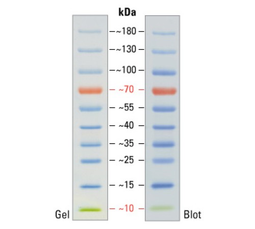 Маркеры молекулярной массы белков, окрашенные, PageRuler, 10-180 кДа, для SDS-электрофореза и вестерн-блоттинга, Thermo FS